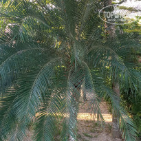 фото из отзыва ID 2126049