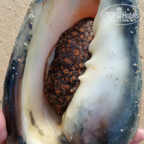 фото из отзыва ID 2126049