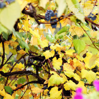 фото из отзыва ID 2126247