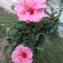 фото из отзыва ID 2126471