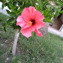 фото из отзыва ID 2126471