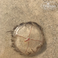 фото из отзыва ID 2127079