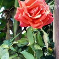 фото из отзыва ID 2127353