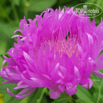 фото из отзыва ID 2127458