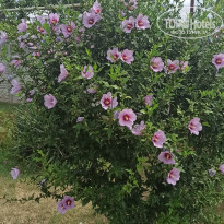 фото из отзыва ID 2128664