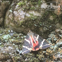 фото из отзыва ID 2128694