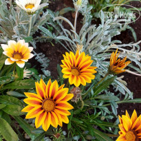 фото из отзыва ID 2129727