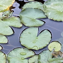 фото из отзыва ID 2128542