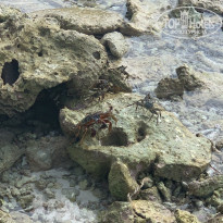 фото из отзыва ID 2130126