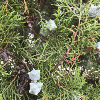 фото из отзыва ID 2130242