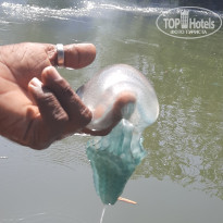 фото из отзыва ID 2130413