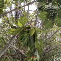 фото из отзыва ID 2130543