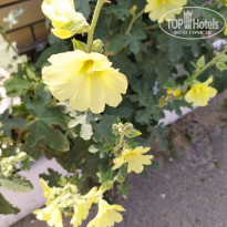 фото из отзыва ID 2130600