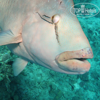 фото из отзыва ID 2131714