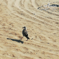 фото из отзыва ID 2132627