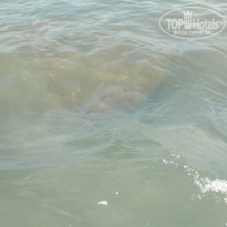 фото из отзыва ID 2132832