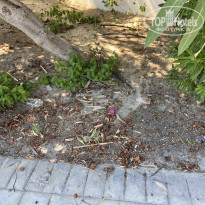 фото из отзыва ID 2132896