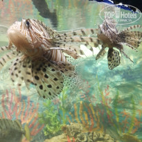 фото из отзыва ID 2133285