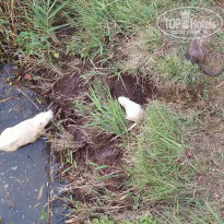 фото из отзыва ID 2133748