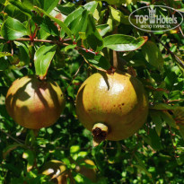 фото из отзыва ID 2134907