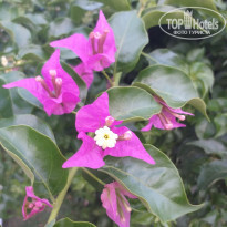 фото из отзыва ID 2136604