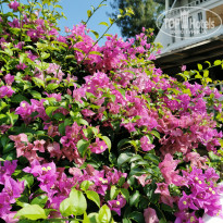 фото из отзыва ID 2136658