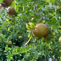 фото из отзыва ID 2136758