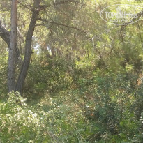 фото из отзыва ID 2133625