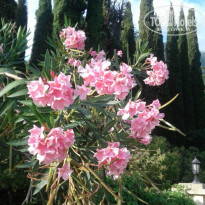 фото из отзыва ID 2137092