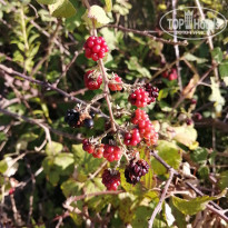 фото из отзыва ID 2137191