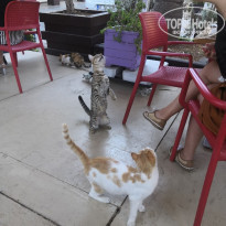 фото из отзыва ID 2137839