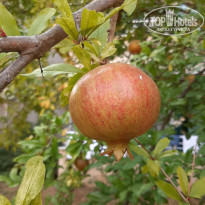 фото из отзыва ID 2139338