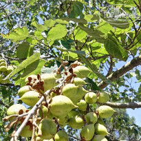 фото из отзыва ID 2137081