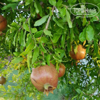 фото из отзыва ID 2140238