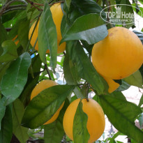 фото из отзыва ID 2140597