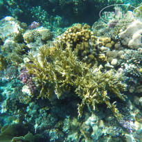 фото из отзыва ID 2140933