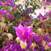фото из отзыва ID 2144707