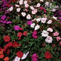 фото из отзыва ID 2145015