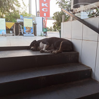 фото из отзыва ID 2147026