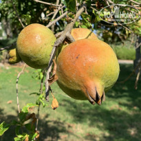 фото из отзыва ID 2148431