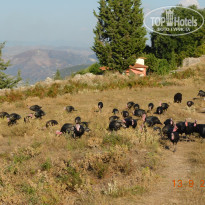 фото из отзыва ID 2148748