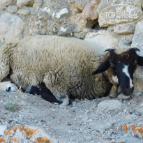 фото из отзыва ID 2148748