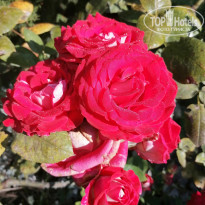 фото из отзыва ID 2149093