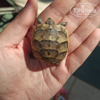 фото из отзыва ID 2149847