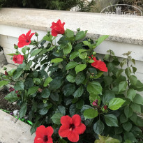 фото из отзыва ID 2150161