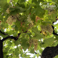 фото из отзыва ID 2150262