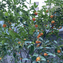 фото из отзыва ID 2150262