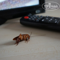 фото из отзыва ID 2151132