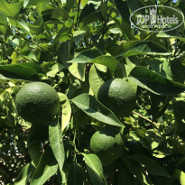 фото из отзыва ID 2151333