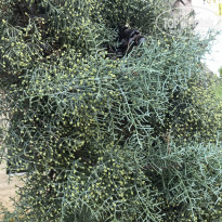 фото из отзыва ID 2151333